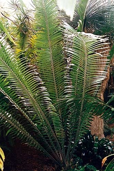 Encephalartos tegulaneus
