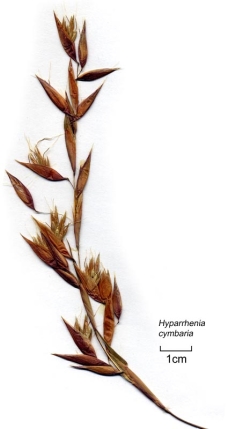 Hyparrhenia Cymbaria
