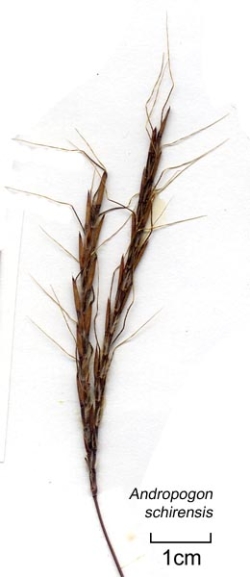Stab Grass - Andropogon Schirensis