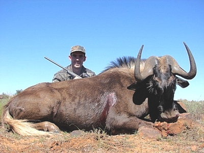 Black Wildebeest 19 1/2"